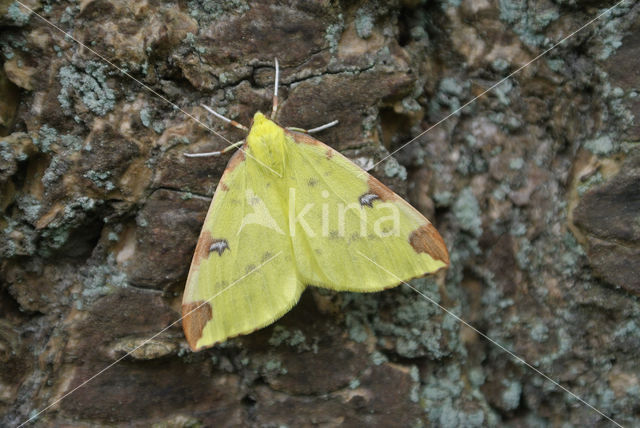 Brimstone Moth (Opisthograptis luteolata)