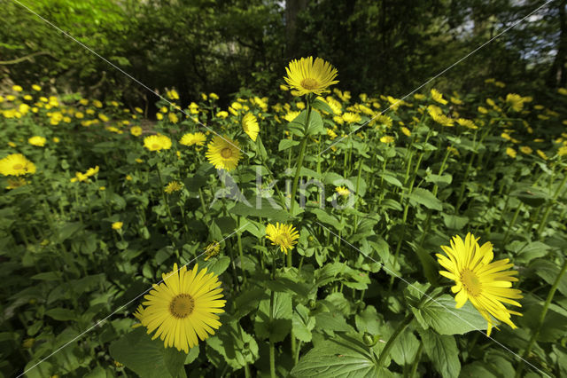 Hartbladzonnebloem (Doronicum pardalianches)