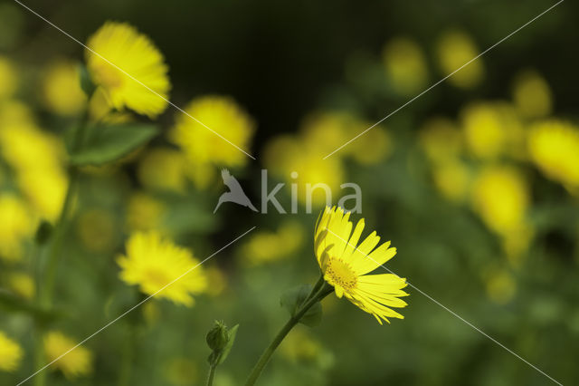 Hartbladzonnebloem (Doronicum pardalianches)