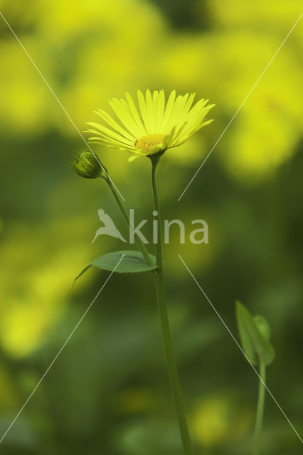 Hartbladzonnebloem (Doronicum pardalianches)