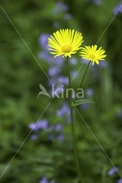 Hartbladzonnebloem (Doronicum pardalianches)