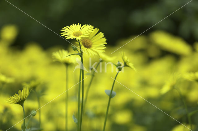 Hartbladzonnebloem (Doronicum pardalianches)