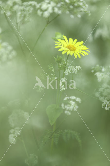 Leopard's Bane (Doronicum pardalianches)