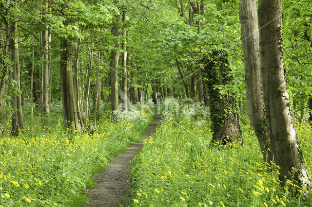 Hartbladzonnebloem (Doronicum pardalianches)