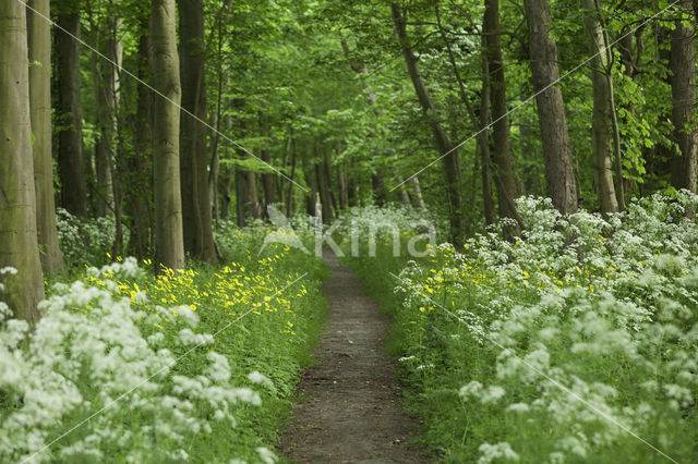 Hartbladzonnebloem (Doronicum pardalianches)