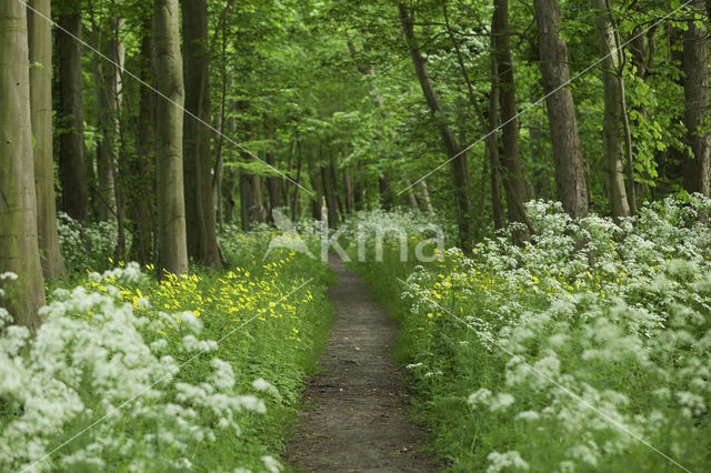 Hartbladzonnebloem (Doronicum pardalianches)