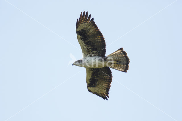 Bonelli's Eagle (Hieraaetus fasciatus)