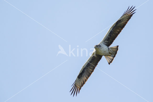 Bonelli's Eagle (Hieraaetus fasciatus)