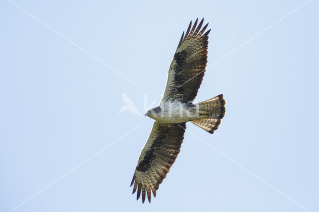 Bonelli's Eagle (Hieraaetus fasciatus)