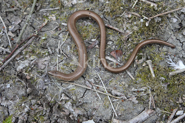 Hazelworm (Anguis fragilis)