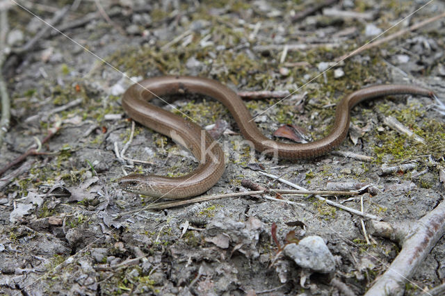 Hazelworm (Anguis fragilis)