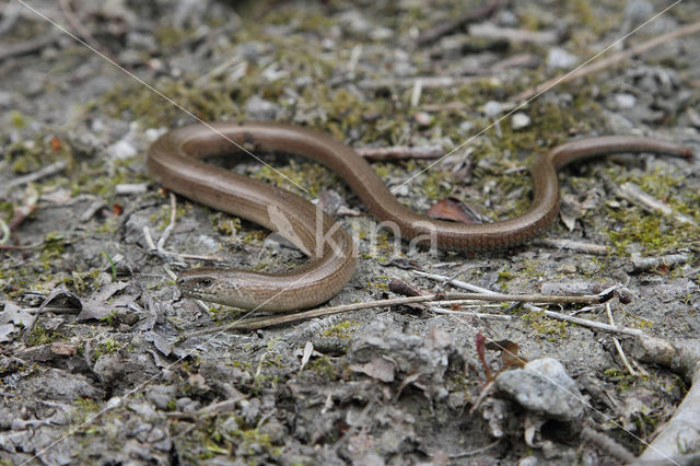 Hazelworm (Anguis fragilis)