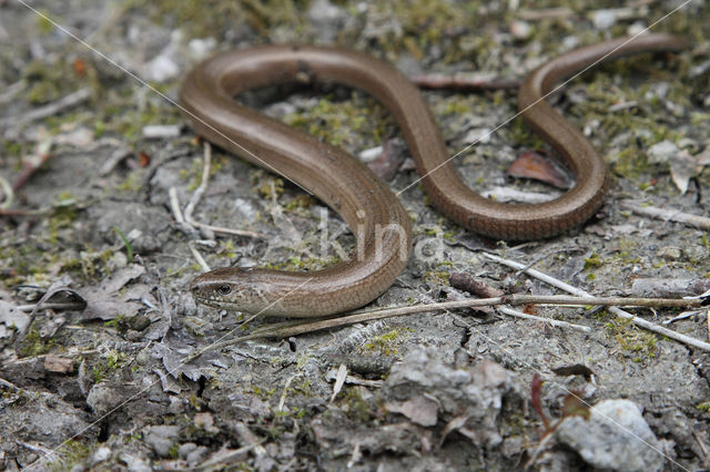 Hazelworm (Anguis fragilis)