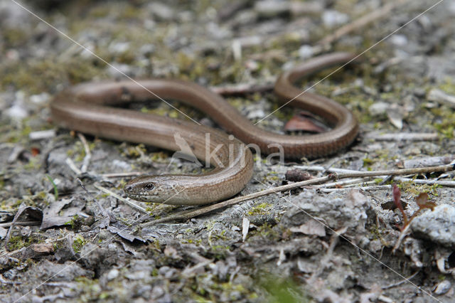 Hazelworm (Anguis fragilis)