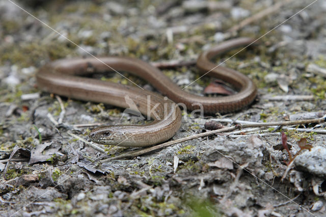 Hazelworm (Anguis fragilis)