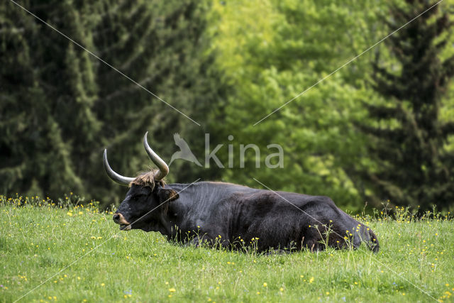 Heckrund (Bos taurus spp)