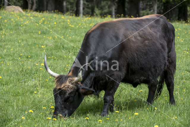 Heckrund (Bos taurus spp)