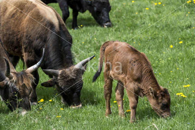 Heckrund (Bos taurus spp)