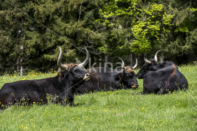 Heckrund (Bos taurus spp)