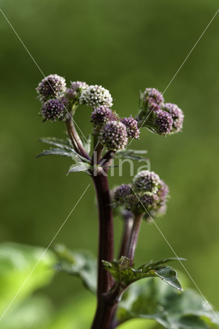 Heelkruid (Sanicula europaea)