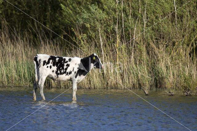 Holsteiner Cow (Bos domesticus)