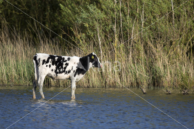 Holsteiner Koe (Bos domesticus)