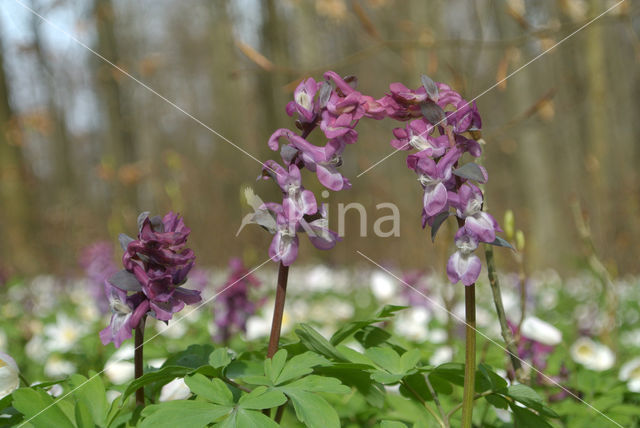 Hollow-root (Corydalis cava)