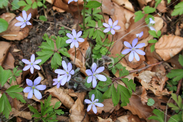 Holwortel (Corydalis cava)