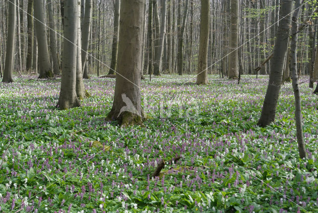 Holwortel (Corydalis cava)