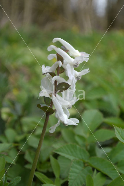 Hollow-root (Corydalis cava)