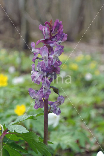 Holwortel (Corydalis cava)