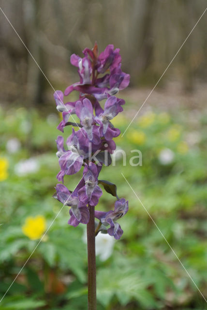 Holwortel (Corydalis cava)