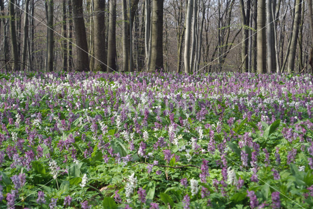 Holwortel (Corydalis cava)