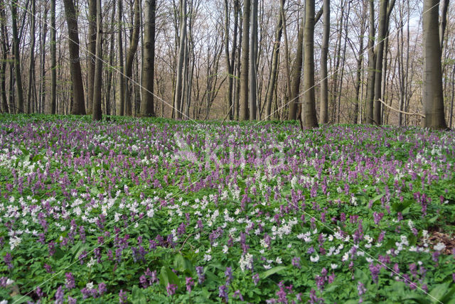 Holwortel (Corydalis cava)