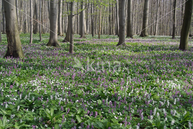 Hollow-root (Corydalis cava)