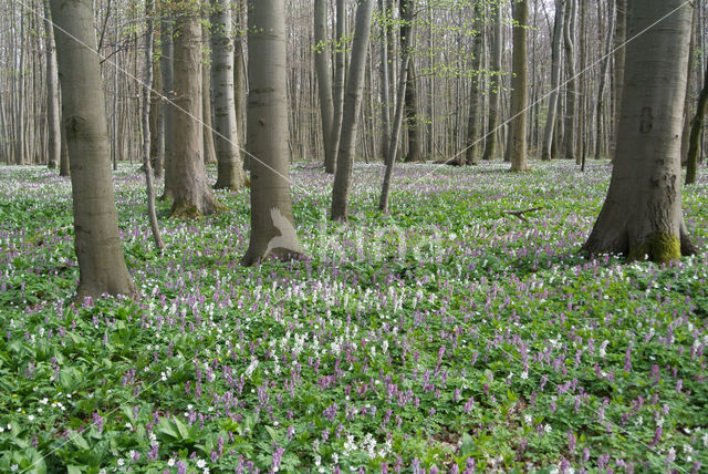 Holwortel (Corydalis cava)