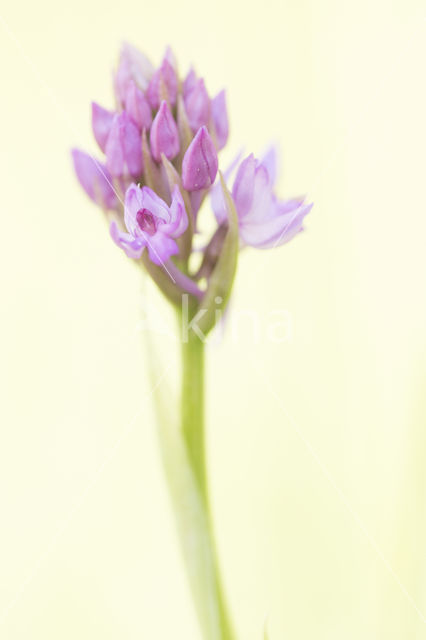 Hondskruid (Anacamptis pyramidalis)