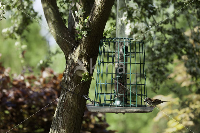 Huismus (Passer domesticus)