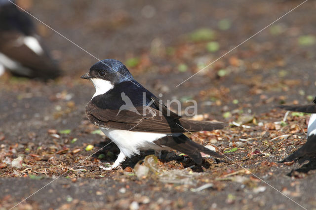 Huiszwaluw (Delichon urbicum)