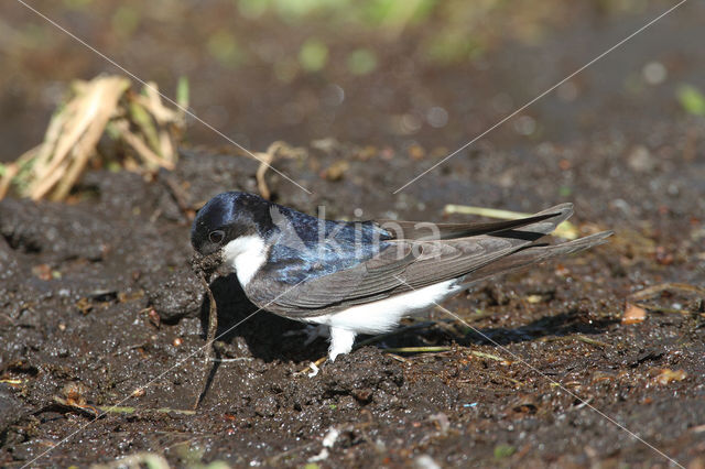 Common House-Martin (Delichon urbicum)