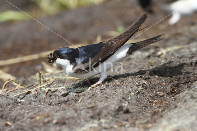 Common House-Martin (Delichon urbicum)