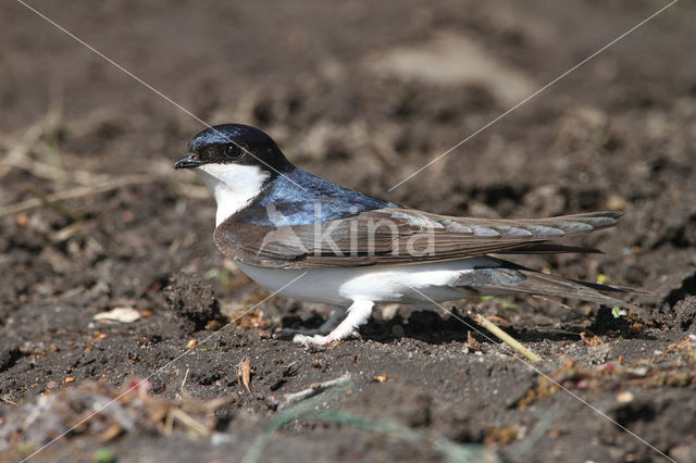 Common House-Martin (Delichon urbicum)