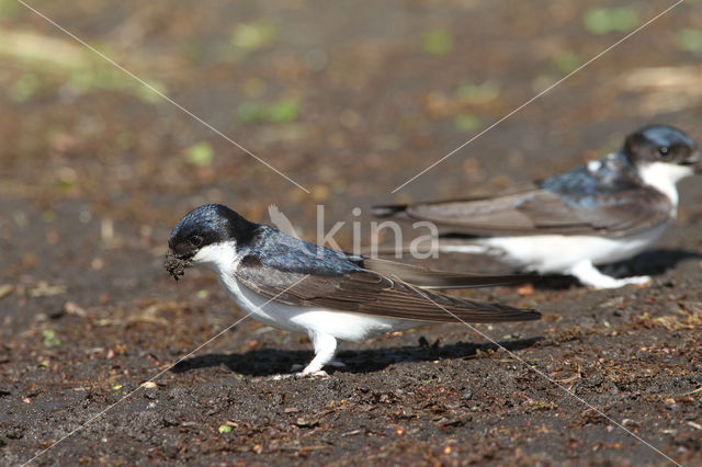 Common House-Martin (Delichon urbicum)