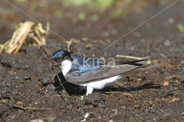 Common House-Martin (Delichon urbicum)