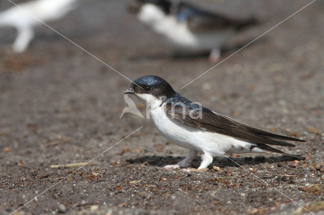 Common House-Martin (Delichon urbicum)