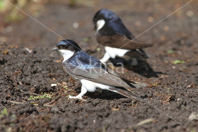 Huiszwaluw (Delichon urbicum)