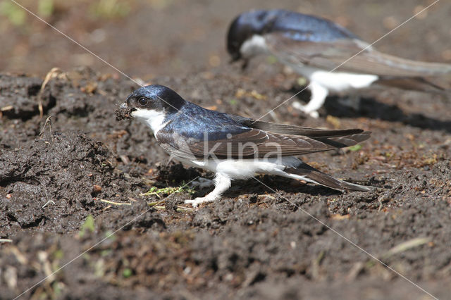 Common House-Martin (Delichon urbicum)