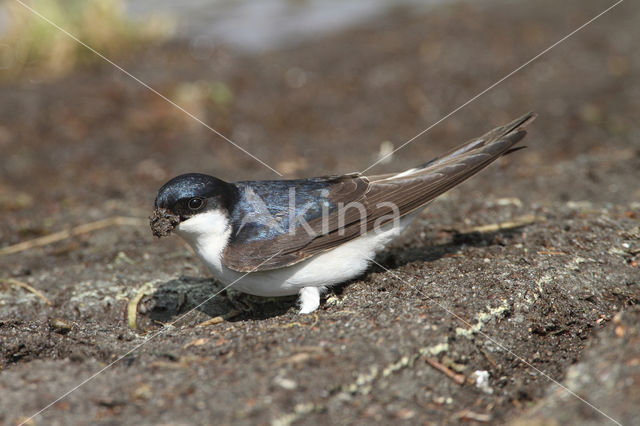 Common House-Martin (Delichon urbicum)