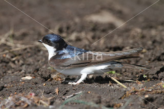 Common House-Martin (Delichon urbicum)