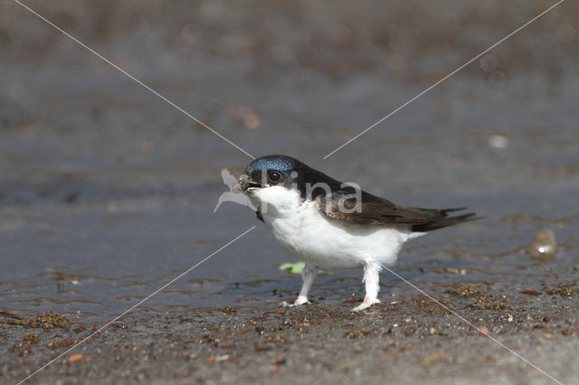 Common House-Martin (Delichon urbicum)